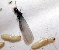 Georgia Termite Control