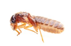 Atlanta Georgia Termites