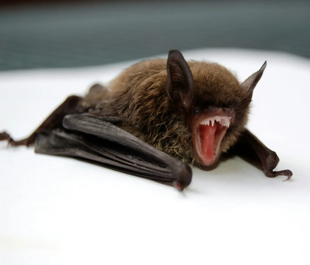 Bat Control Forsyth GA