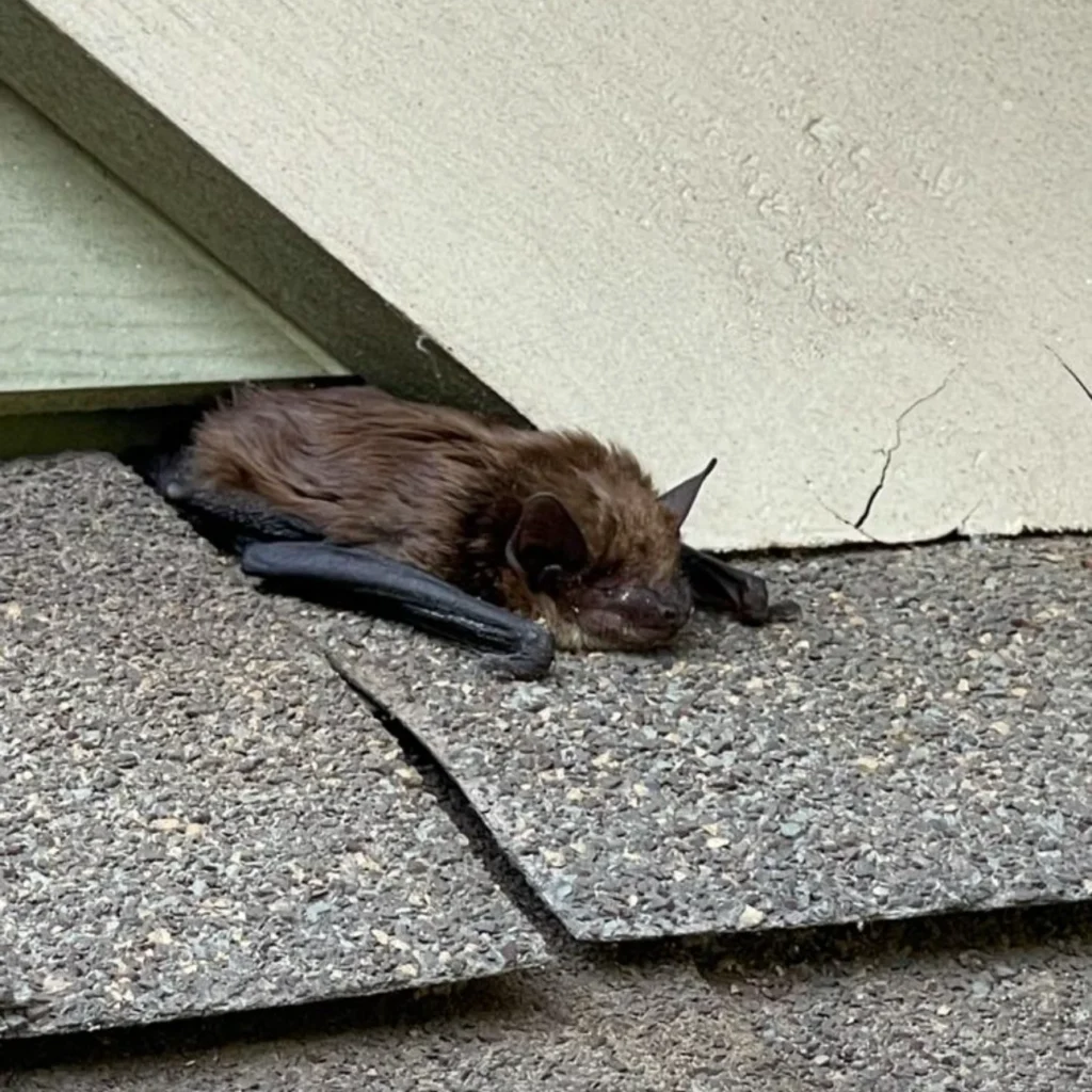 Bats Forsyth Exterminating Cumming GA