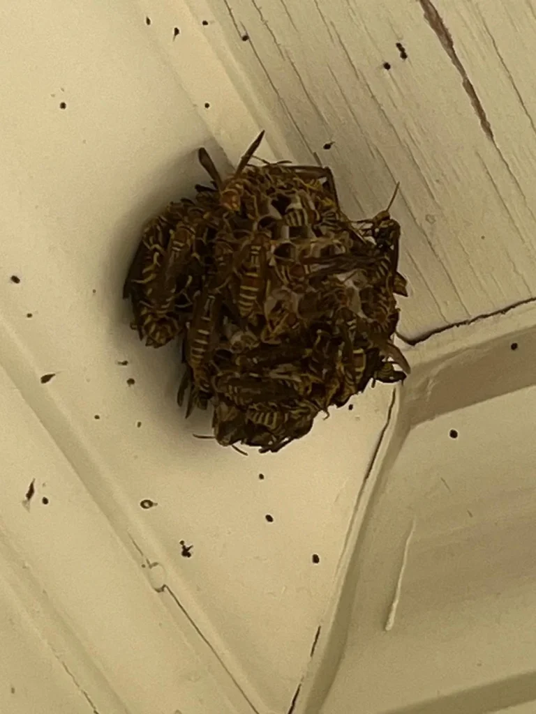 Bee Removal Forsyth Exterminating Cumming GA