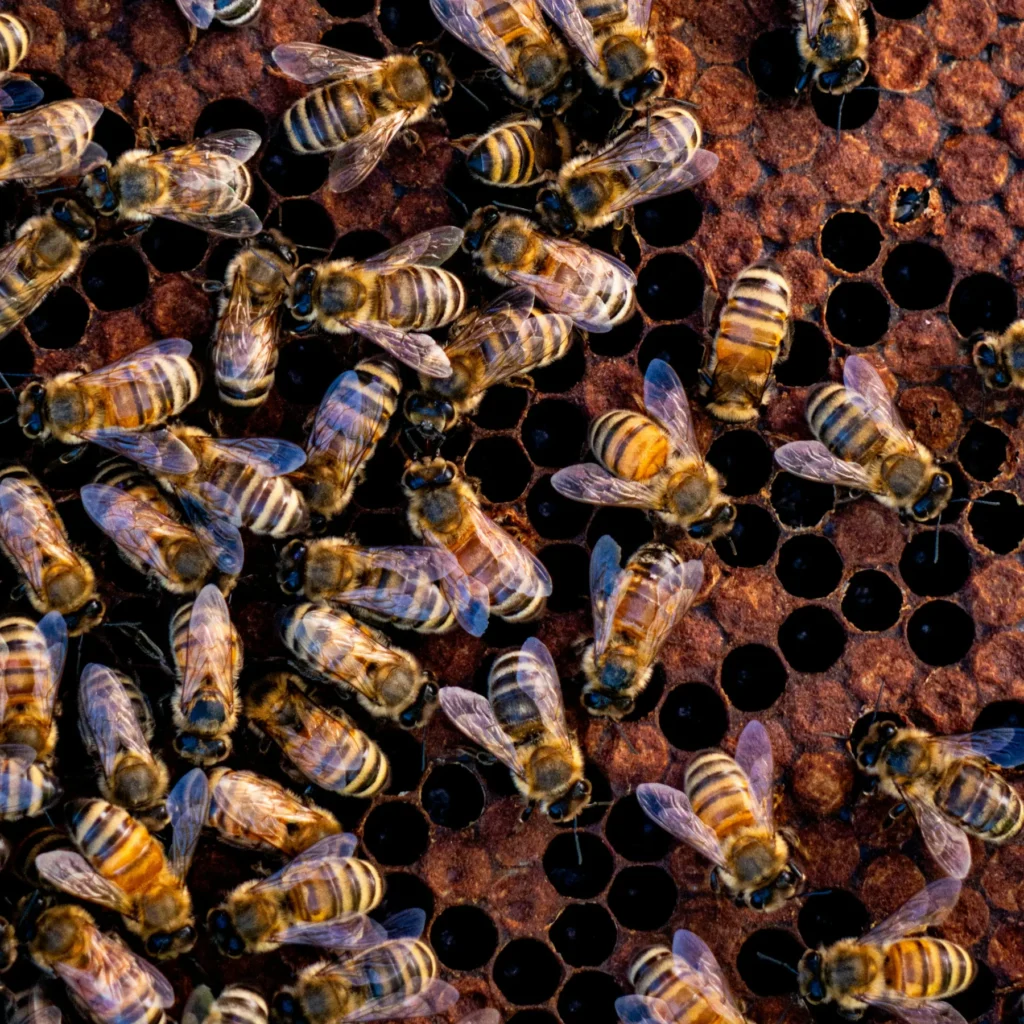 Bee Removal Forsyth GA