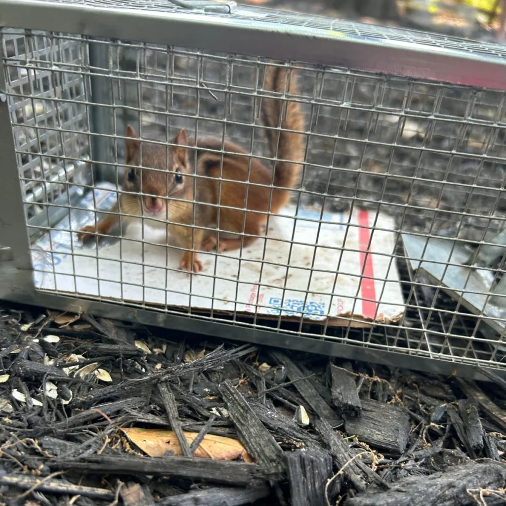 Chipmunk Trapping Cumming GA