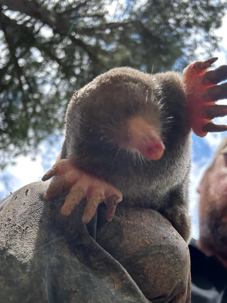 Mole Eradication Cumming GA