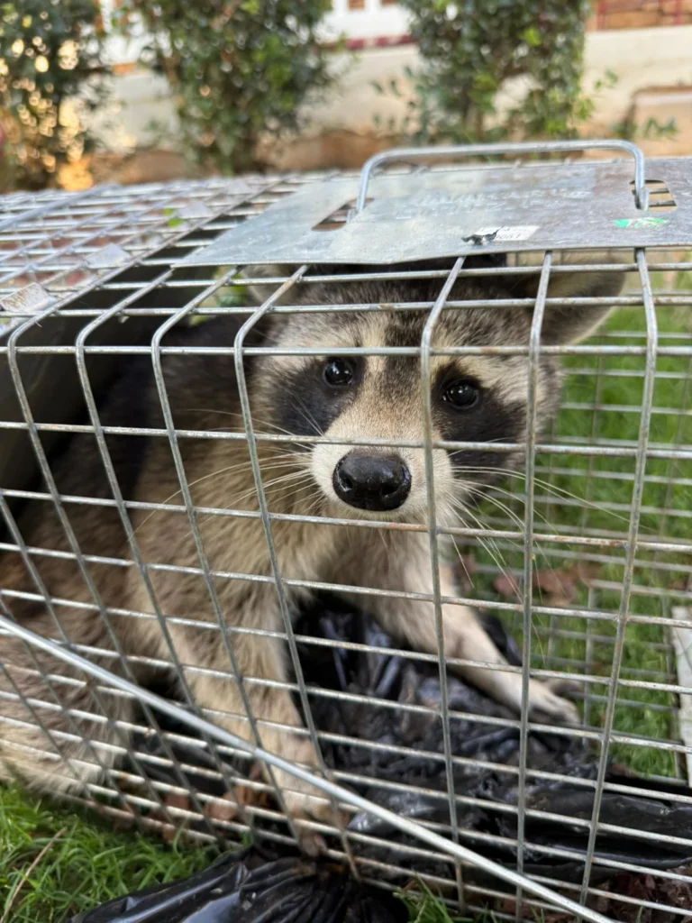 Raccoon Trapping Cumming GA