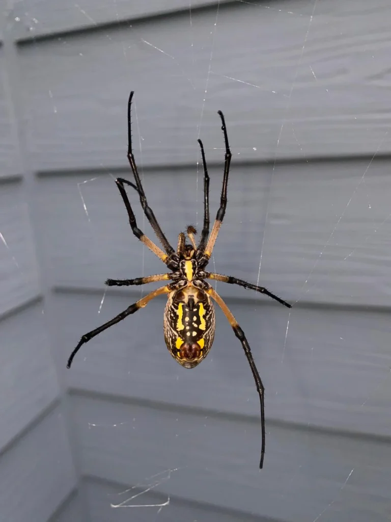 Spider Removal Forsyth Exterminating Cumming-GA