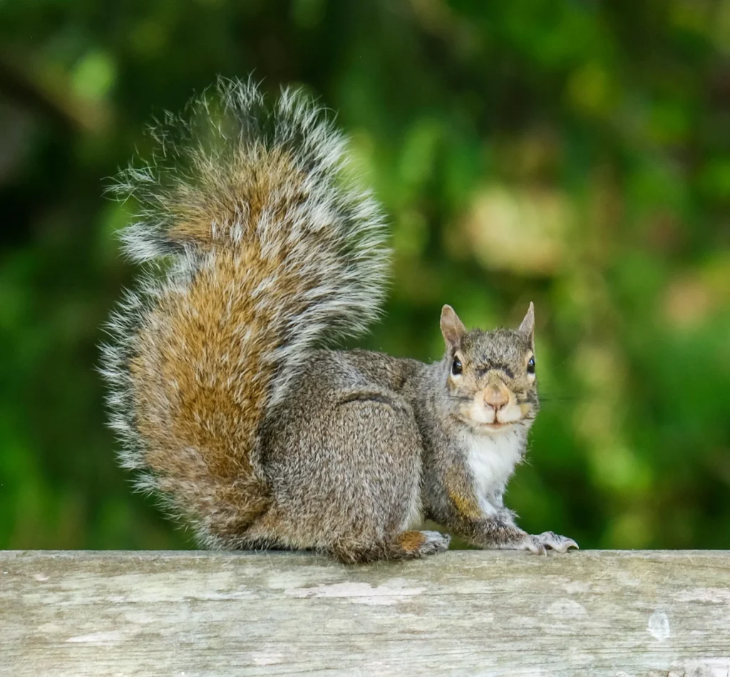 Squirrel Removal Forsyth GA