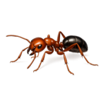 Ants