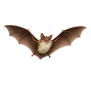 Bats