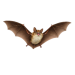 Bats