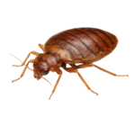 Bedbugs