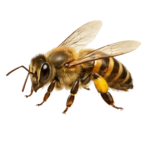 Bees