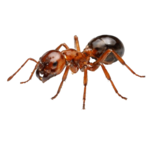 Ants