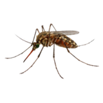 Mosquitoes
