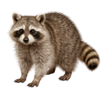 Raccoons