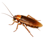 Roaches